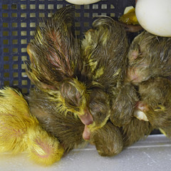 Musk duck ducklings hatched from eggs
