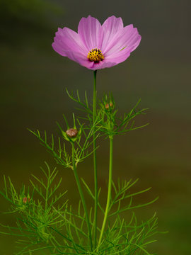 Cosmo outside