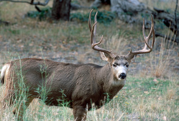 Big Mule deer buck Zion National Park Utah Wildlife 