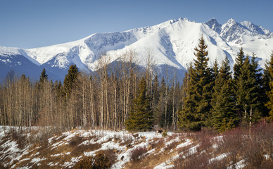 Mule Deer Herd - Browsing Open South Slope