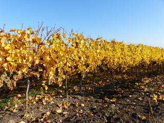 Herbstliche Weinbergreihe in Bodenheim / Rheinhessen