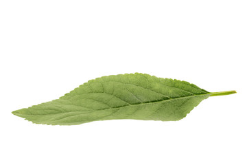 Obraz premium Green apple leaf isolated on white background