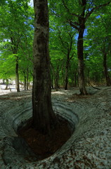 鳥海山　残雪のブナ林