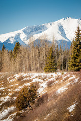 Spring Mule Deer Grazing in the Mountains