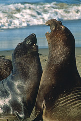 Northern Elephant seals Northern California Wildlife Sea life 