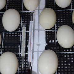 The eggs of a musky duck lying in an incubator.