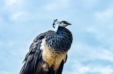 Beautiful birds of my country