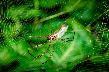 A wonderful and colorful macro world