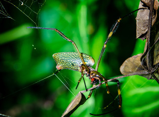 A wonderful and colorful macro world
