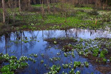 鳥海山山麓に咲く水芭蕉群生地