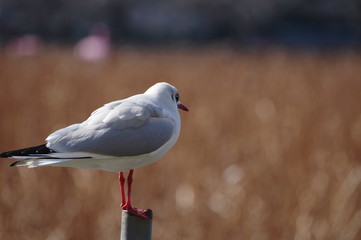 一羽のユリカモメ