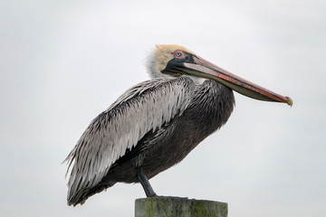 Brown Pelican Perching on a Cloudy Day
