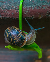 Snail climbing a tiny leaf