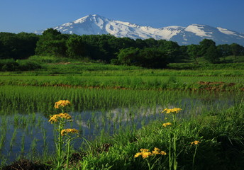 鳥海山と水田