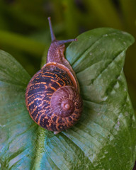 Snail walking over a big leaf