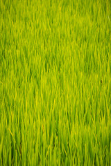 Rice field in Champasak Old town, Lao PDR