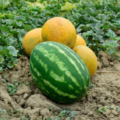 Ripe melon and watermelon the new harvest.
