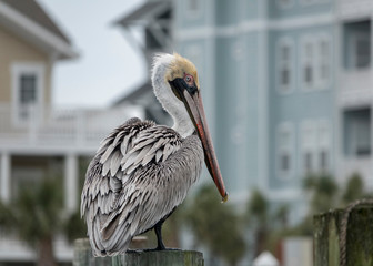 Brown Pelican Perching Carolina Beach
