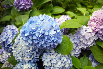 Fototapeta premium Common hydrangea in the botanical garden. A bush of blue hydrangea blooms in the summer season.
