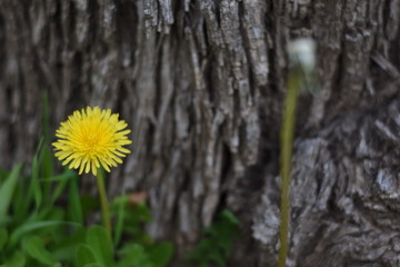 Dandelion Flower Tree Bark Background