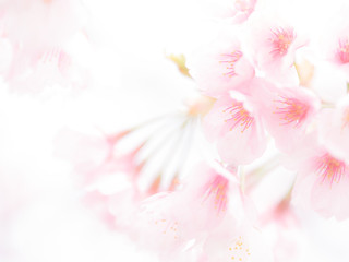 桜の花。日本の春