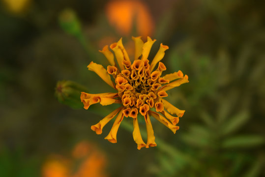 isolated yellow marigold flower bud in the garden