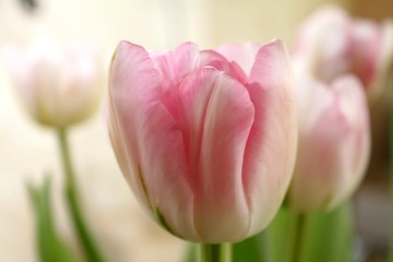 Beautiful delicate pale pink fresh natural art tulip spring macro