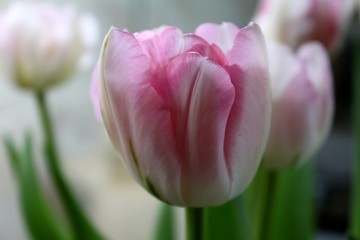 Beautiful delicate pale pink fresh natural art tulip spring macro