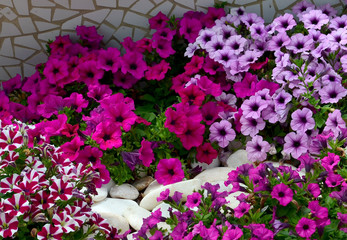Fototapeta na wymiar Petunia flowers on a flower bed in summer garden.Bright colorful petunias floral background. Selective focus.