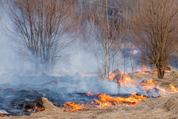 A strong fire spreads in gusts of wind through dry grass, smoking dry grass, concept of fire and burning of the forest