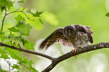 アオバズクの子供
