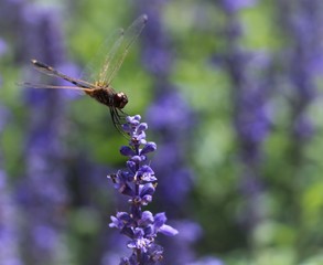 Dragonfly perched on a lavander flower .