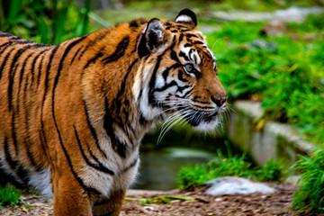 Naklejka na ściany i meble bengal tiger at the zoo