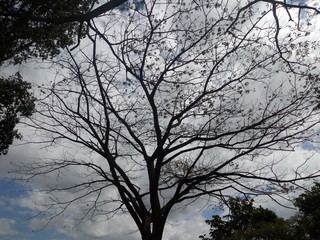 Dry tree in a low-angle shot next to the clouds of the sky