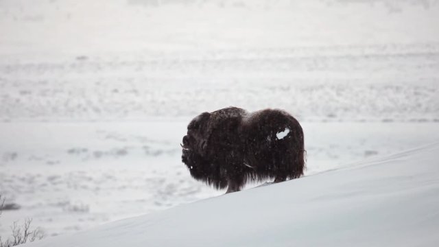 Lonely Musk ox walking thru the mountains and shakes of snow.