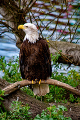 Injured bald eagle at the zoo