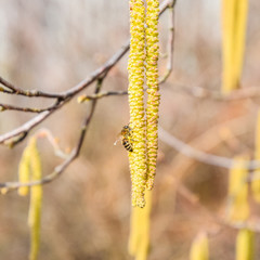 Naklejka premium Pollination by bees earrings hazelnut. Flowering hazel hazelnut.