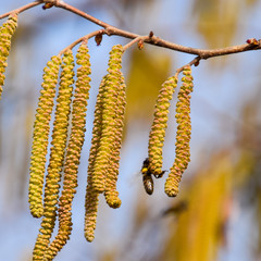 Pollination by bees earrings hazelnut. Flowering hazel hazelnut.