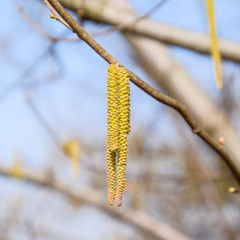 Pollination by bees earrings hazelnut. Flowering hazel hazelnut.