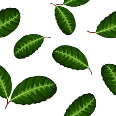 Seamless tropical pattern with green leaves  calathea.