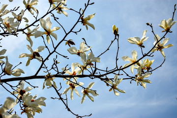 Magnolia kobus in Japan