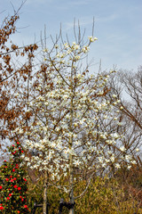 Magnolia kobus in Japan
