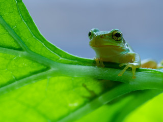 Frog. Japanese tree frog.