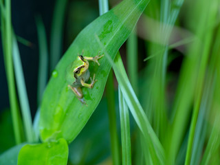 Frog. Japanese tree frog.
