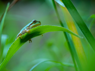 Frog. Japanese tree frog.