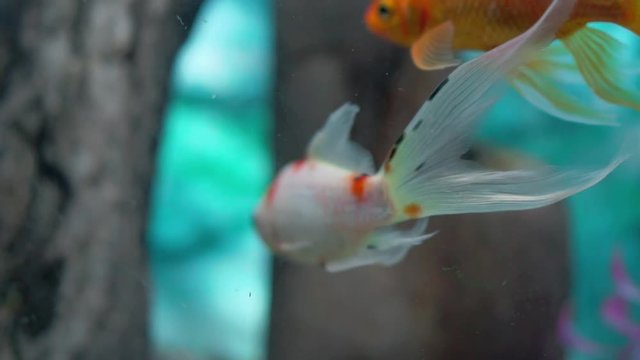 A couple of comet goldfish in aquarium gentile moving their fins to swim underwater