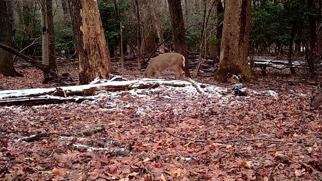 female deer in winter forest