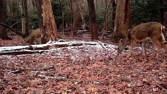female deer in winter forest