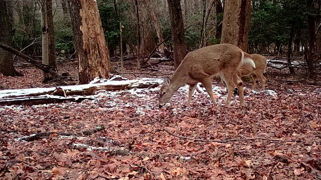 female deer in winter forest
