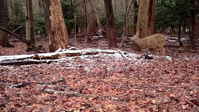female deer in winter forest